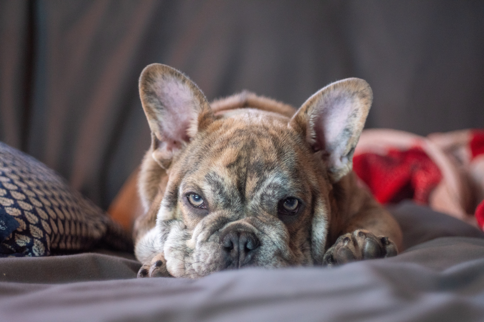 French Fry, the Freelance Bulldog